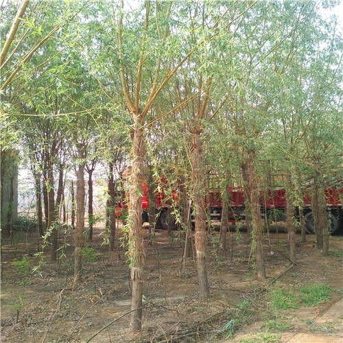 金丝垂柳价格 金丝垂柳价格，影响其价值的因素与市场前景--第1张