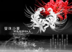 彼岸花花语图片 彼岸花花语图片——穿越生死之桥的永恒之美--第1张