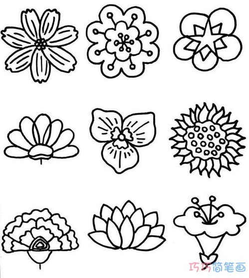 花卉图片大全及花名简笔画 花卉图片大全及花名简笔画--第1张