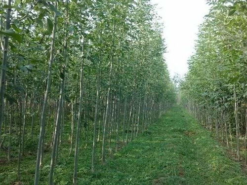 湖北省大型苗木基地 湖北省大型苗木基地--第1张