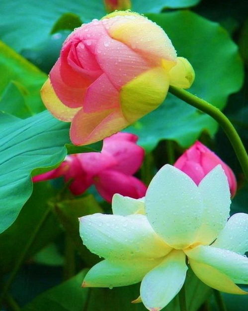 荷花花语及寓意 荷花花语及寓意--第1张
