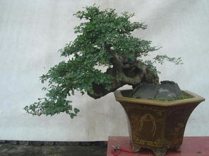 白蜡树盆景图片 白蜡树盆景图片，精致的艺术品与独特的盆景技巧--第1张