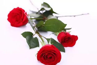 19支玫瑰花表示什么 19支玫瑰花，爱的承诺与情感的象征--第1张