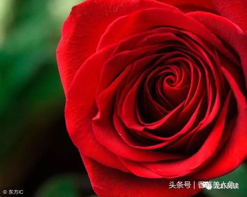 最美的一朵玫瑰花图片 最美的一朵玫瑰花图片--第1张