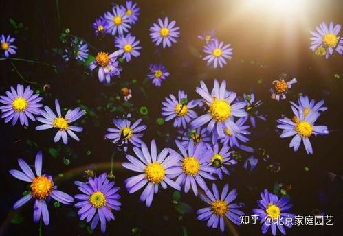象征梦想与希望的花 梦想与希望的象征——花--第1张