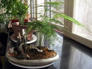 文竹盆景造型图片 文竹盆景造型图片欣赏，打造自然之美--第1张