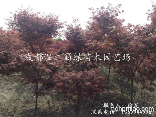 成都温江苗木批发基地 成都温江苗木批发基地，绿色产业的繁荣与机遇--第1张