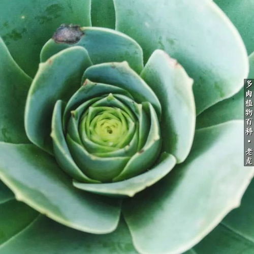 玫瑰花的生长环境 玫瑰花的生长环境--第1张