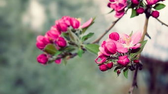 高清花朵图片大全 高清花朵图片大全，发现自然之美--第1张