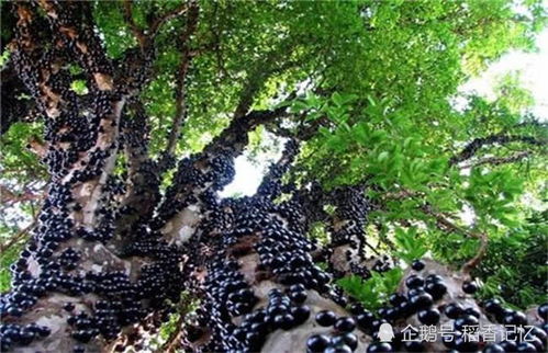 离我最近果树苗木基地 离我最近果树苗木基地，品质之选，绿色生活的起点--第1张