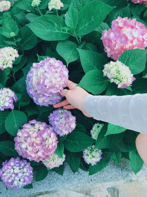 绣球花花语和寓意 绣球花的花语与寓意——美丽、永恒的爱、团聚与和平的象征--第1张