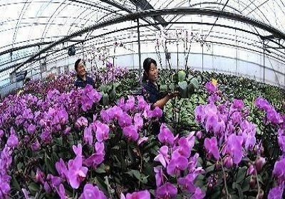 离我最近的花卉市场批发 离我最近的花卉市场批发——探寻花卉市场的魅力--第1张