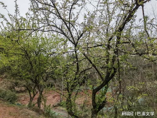 稠李树 稠李树，自然的诗篇与生命的礼赞--第1张