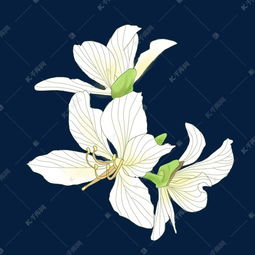 白色花朵图片大全 白色花朵图片大全--第1张