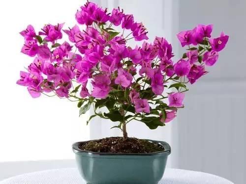 春夏秋冬各有什么花开放 四季花开，春夏秋冬各有不同--第1张