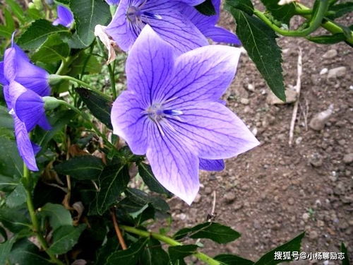 桔梗花可以随便送人吗 桔梗花可以随便送人吗--第1张