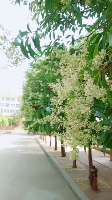 女贞树开花图片 女贞树开花图片--第1张