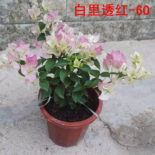 三角梅的养殖方法和注意事项 三角梅的养殖方法和注意事项--第1张