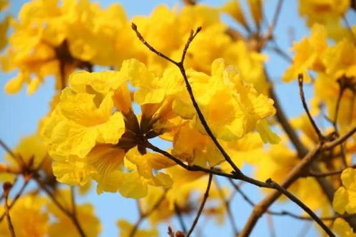 迎春花什么颜色 迎春花的绚丽色彩--第1张