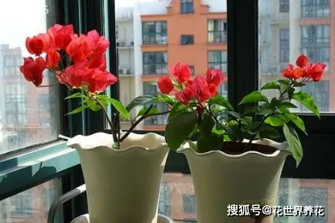 家里养什么花好 家里养什么花好--第1张