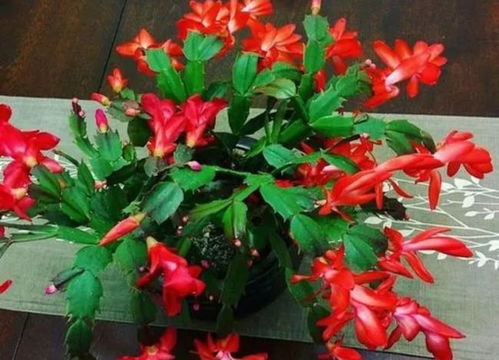 春节开花的花卉有哪些 春节开花的花卉大全--第1张