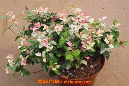 花叶络石怎么养粉红色 花叶络石的养护技巧，让你的植物焕发粉红色魅力--第1张