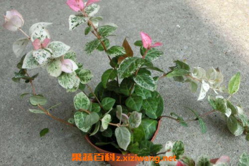 花叶络石的养殖方法和注意事项 花叶络石的养殖方法和注意事项--第1张