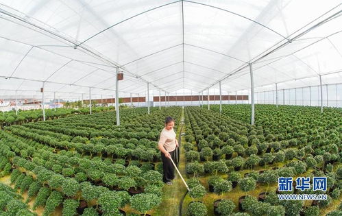 花木网官网 花木网官网，一站式花木产业服务平台--第1张