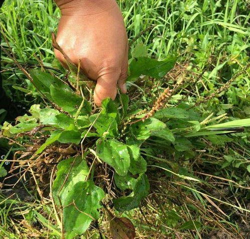 冷门又惊艳的植物名字 冷门又惊艳的植物名字--第1张
