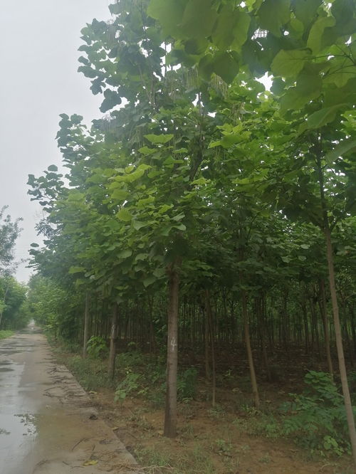 楸树价格表 楸树价格表--第1张