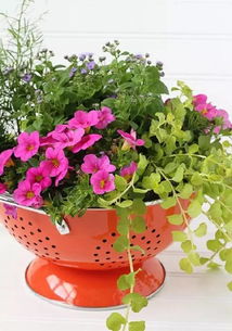 室内最香的花排名第一名 室内最香的花排名第一名，你知道是什么吗？--第1张