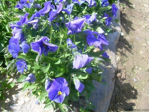 三色堇花期 三色堇花期--第1张