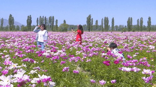 芍药花图片简笔画 芍药花图片简笔画--第1张