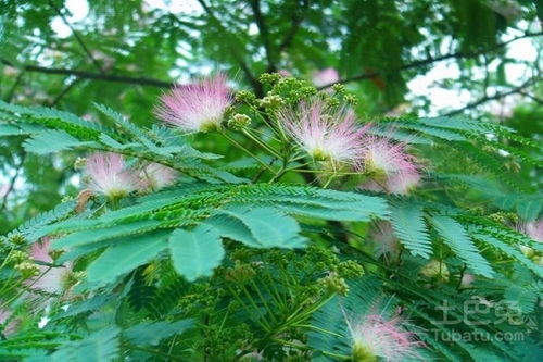合欢树价格表 合欢树价格表--第1张