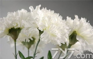 1 15朵康乃馨不同寓意 康乃馨，15朵花的独特寓意与象征--第1张