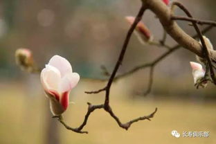 关于玉兰花的唯美短句 玉兰花下的唯美短句--第1张