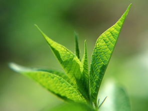 100种绿叶植物名字图片 探寻大自然之美，100种绿叶植物名字图片--第1张