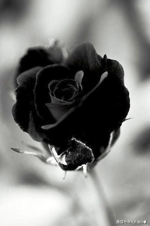 玫瑰花图片壁纸高清唯美意境 玫瑰花图片壁纸高清唯美意境--第1张