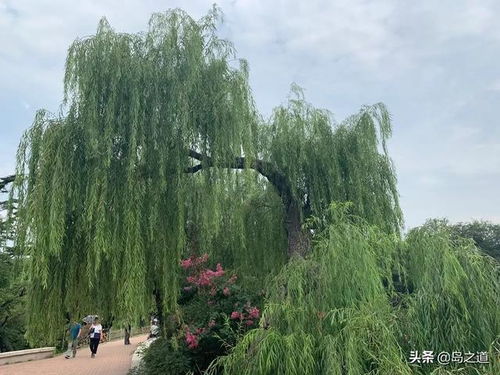 十大凶树 十大凶树--第1张