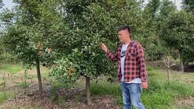 绿化灌木品种大全 绿化灌木品种大全--第1张