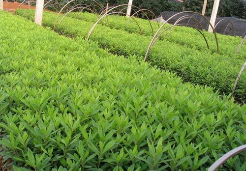 957苗木求购信息 957苗木求购信息，寻找优质苗木，打造绿色家园--第1张
