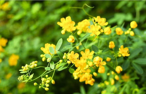 黄花槐是乔木还是灌木 黄花槐的种类--第1张