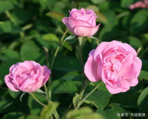 哪种玫瑰花最好看 哪种玫瑰花最好看--第1张