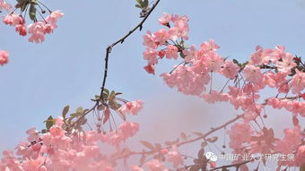 海棠花开的季节 海棠花开的季节--第1张