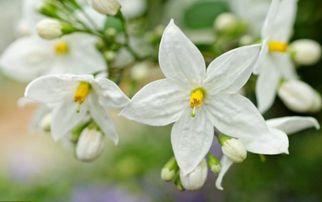 花语为虚幻的花 花语为虚幻的花--第1张