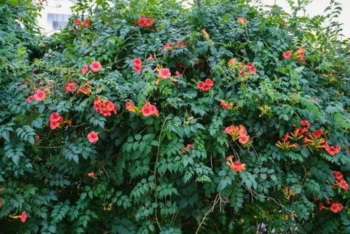 院子里种凌霄花吉利吗 院子里种凌霄花吉利吗--第1张