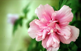 木槿花西月锦绣免费观看 木槿花西月锦绣，免费观看--第1张