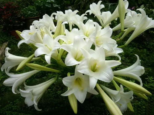 百合花代表什么意思 百合花，纯洁、优雅与永恒的象征--第1张