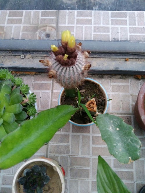 仙人掌开花的寓意 仙人掌开花的寓意--第1张
