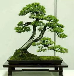 万年青树盆景图片大全 万年青树盆景图片大全--第1张